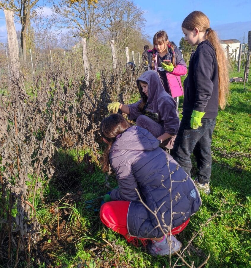 erasmus ukraine ernte topinambur 1