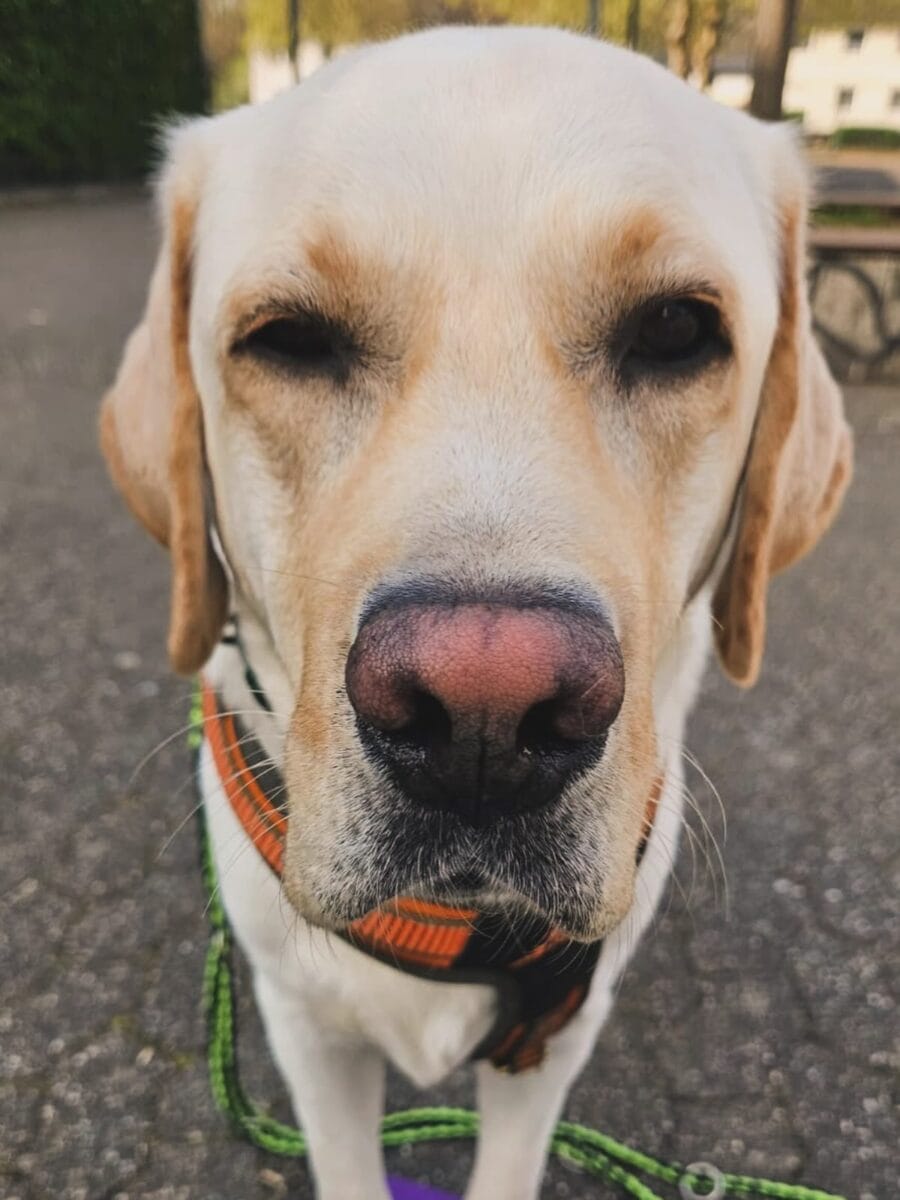 realschule plus schulhund